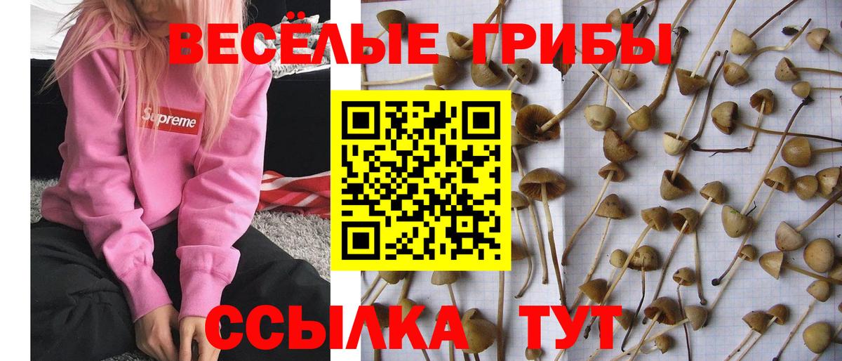 Галлюциногенные грибы прущие грибы  Вход с VPN  Люберцы  Псилоцибиновые грибы Cubensis 